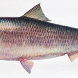 Displays educational marine fish