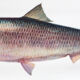 Displays educational marine fish