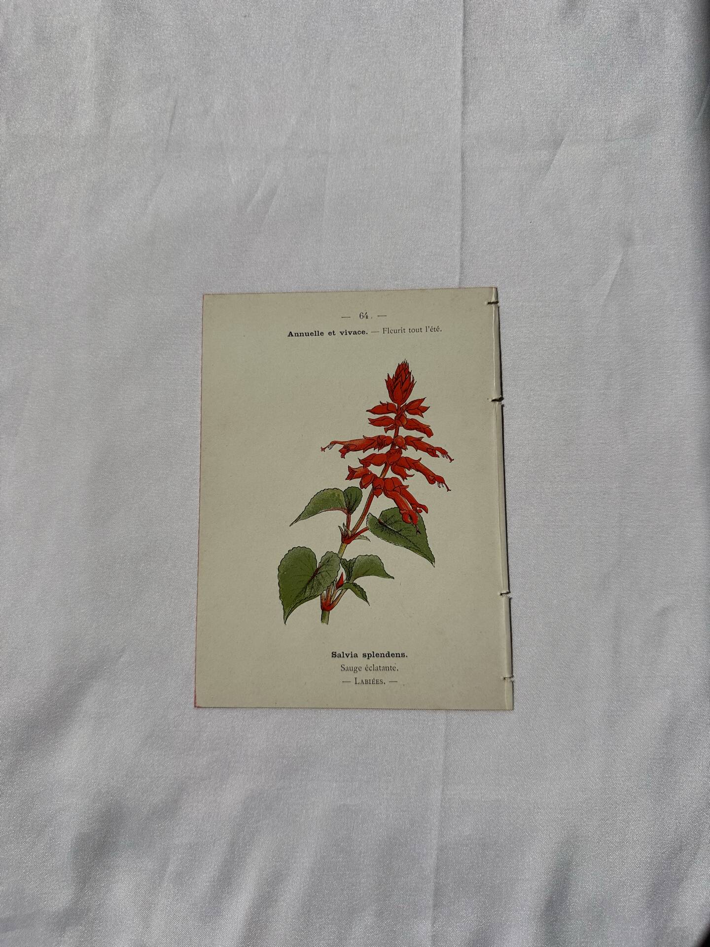 Botanical engraving Flower France double-sided coloured 1800