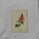 Botanical engraving Flower France double-sided coloured 1800