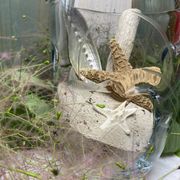 Pinched crystal vase engraved with vintage marine motifs
