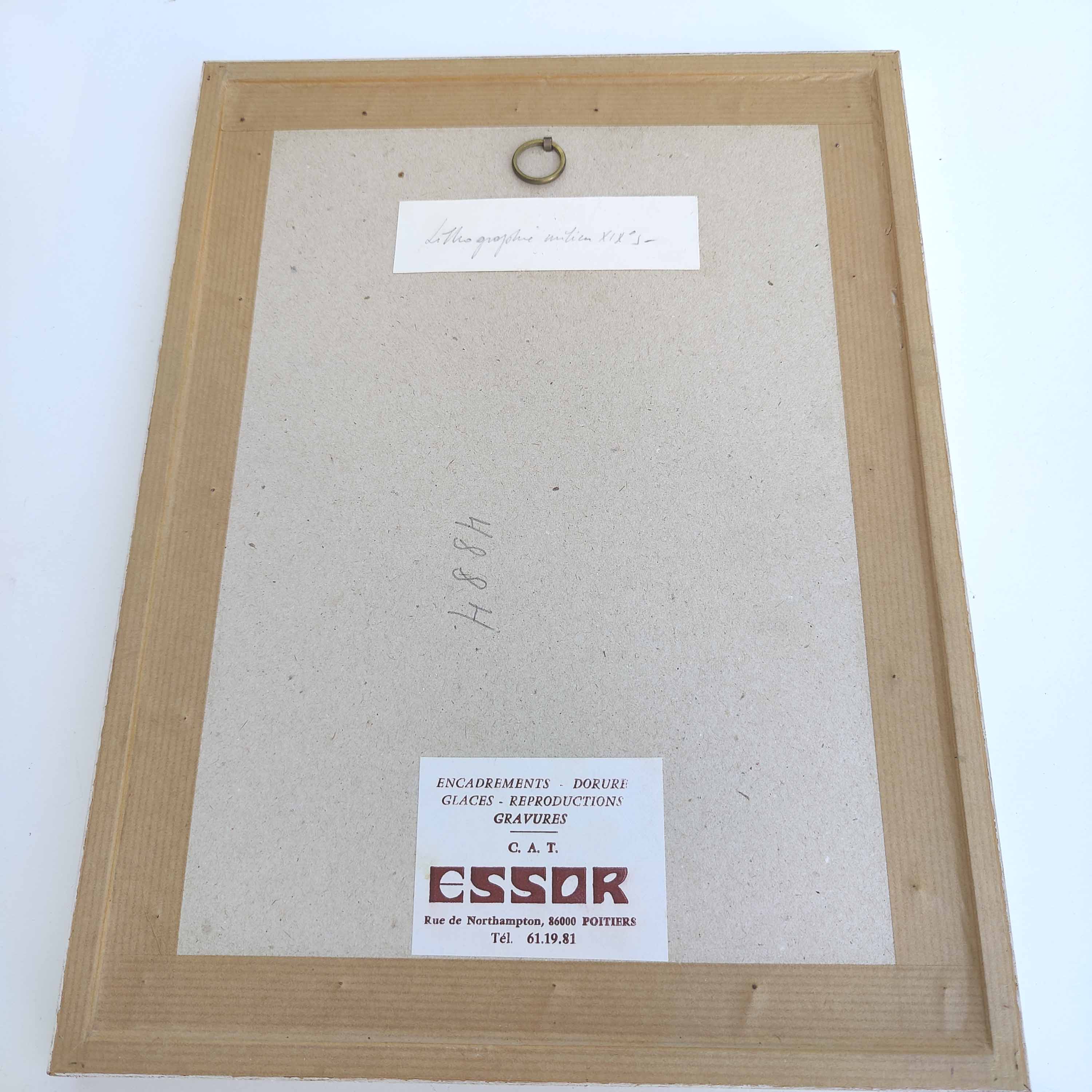 Pink botanical illustration lithograph