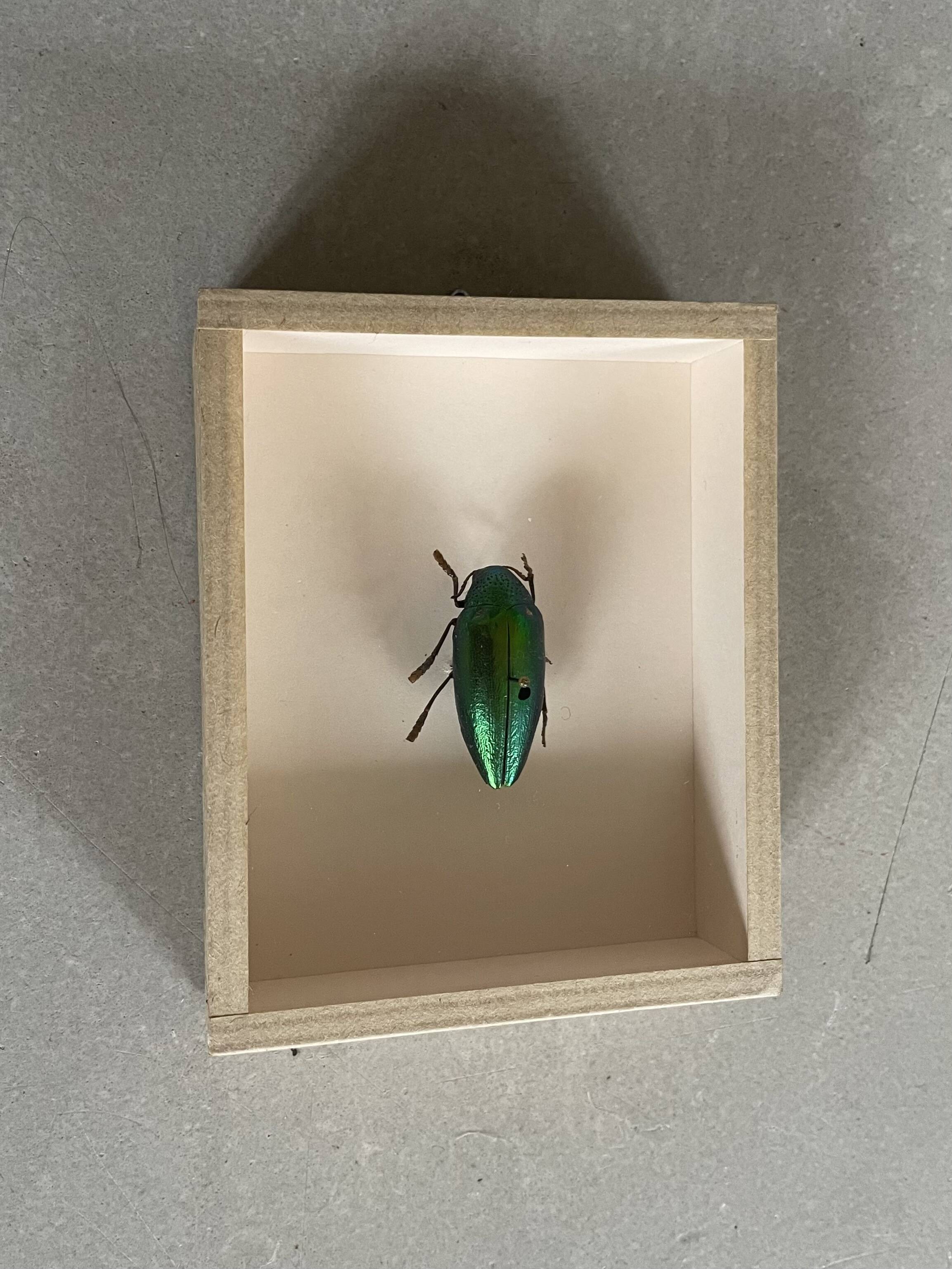 Beetle under glass