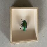 Beetle under glass