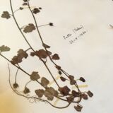 Lot of herb boards from 1950