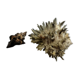 Duo of hexaplex murex shells
