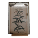 Plaque émaillée Verveine Citronelle