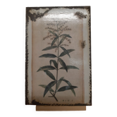 Lemon Verbena Enamel Plate