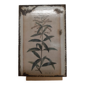 Lemon Verbena Enamel Plate