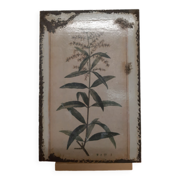 Lemon Verbena Enamel Plate