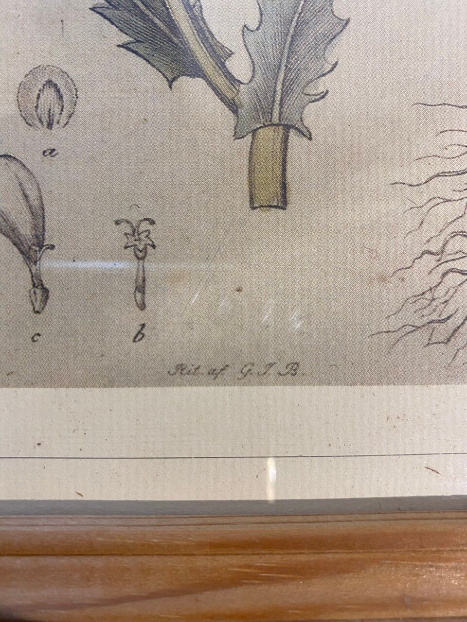 Two framed botanical boards, violets and chrysanthemums