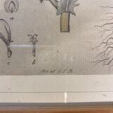 Two framed botanical boards, violets and chrysanthemums