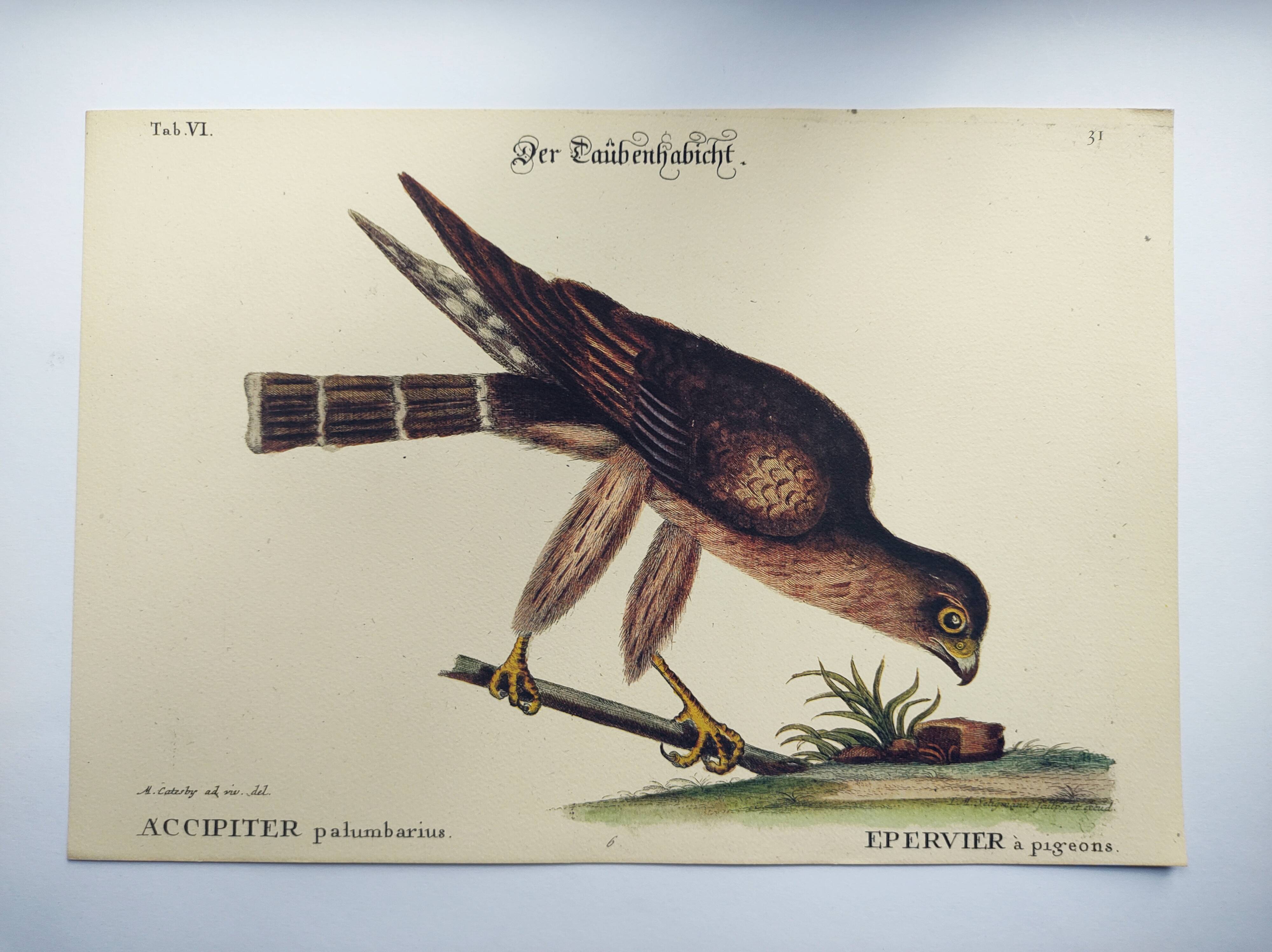 Vintage bird engraving - Hawk - Old animal board by Seligmann & Catesby
