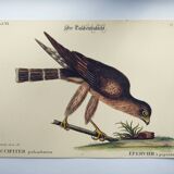 Gravure Vintage oiseau -Épervier- Planche ancienne animal de Seligmann & Catesby