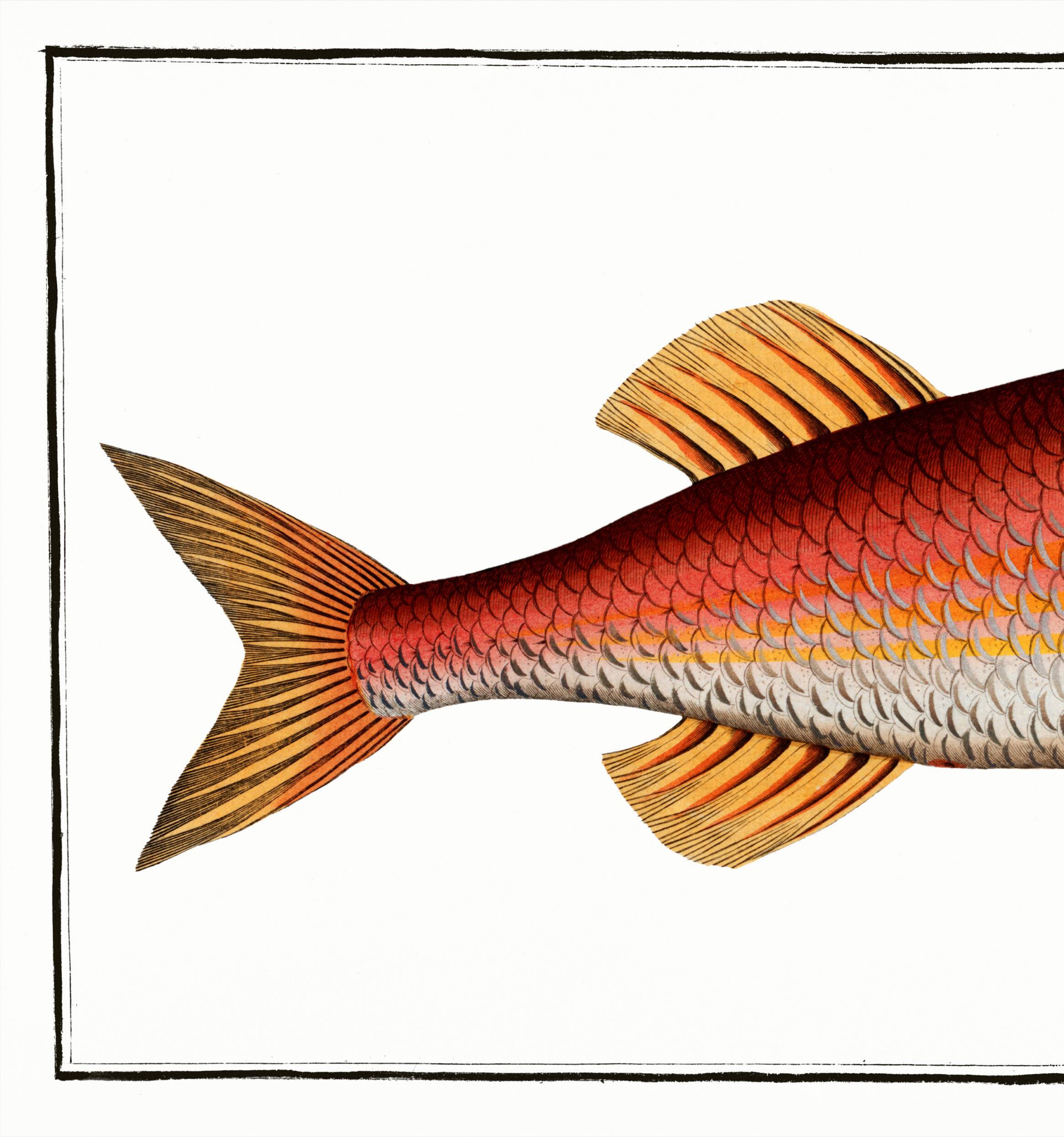 Poster about the red mullet, based on an old engraving from 1746.