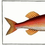 Poster about the red mullet, based on an old engraving from 1746.