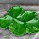 Green Ceramic Hors d'Oeuvres Dish in Leaf Shape, Art Deco Period