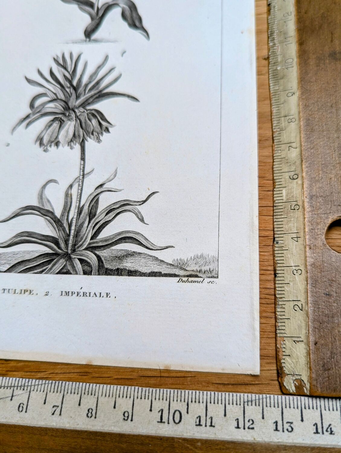Imprimée en 1818, Tulipe et Impériale. Botanique vintage.