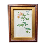 Botanical plate