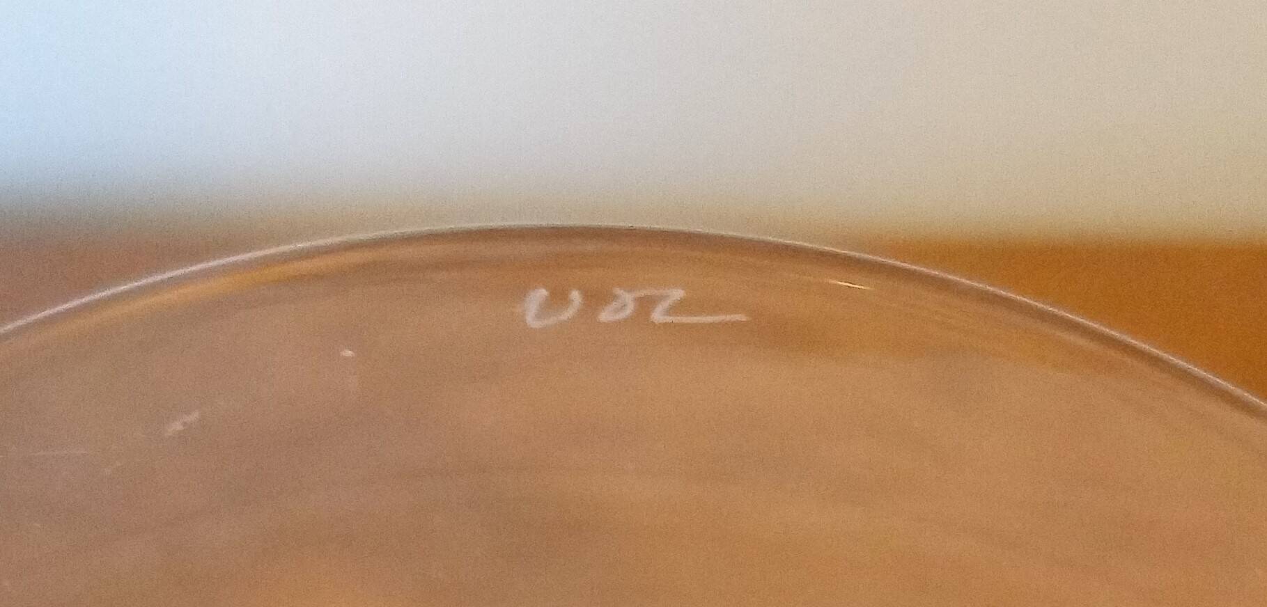 Val St Lambert crystal red wine glasses