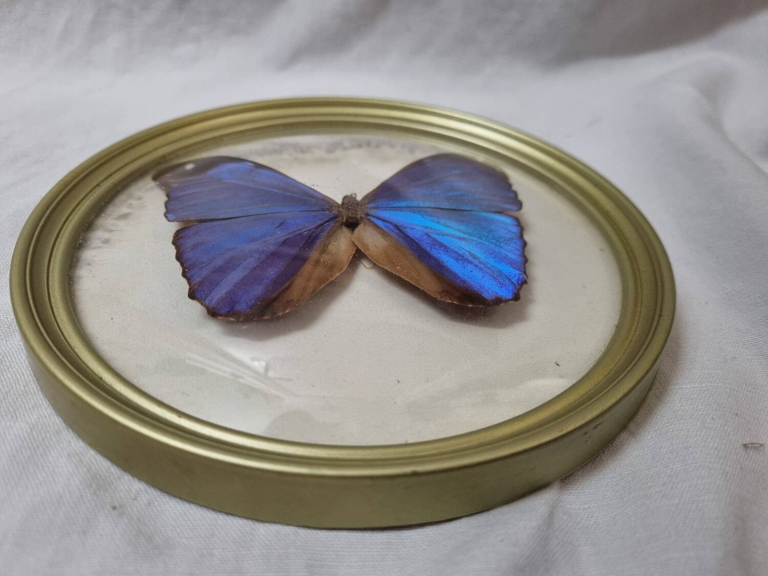 Stuffed butterfly: Blue Morpho