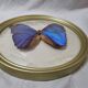 Papillon naturalisé : Morpho bleu