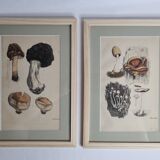 Deux gravures anciennes de champignons aquarellées XIXème siècle d'après G. Bernard