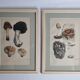 Two old engravings of watercolor mushrooms nineteenth century after G. Bernard