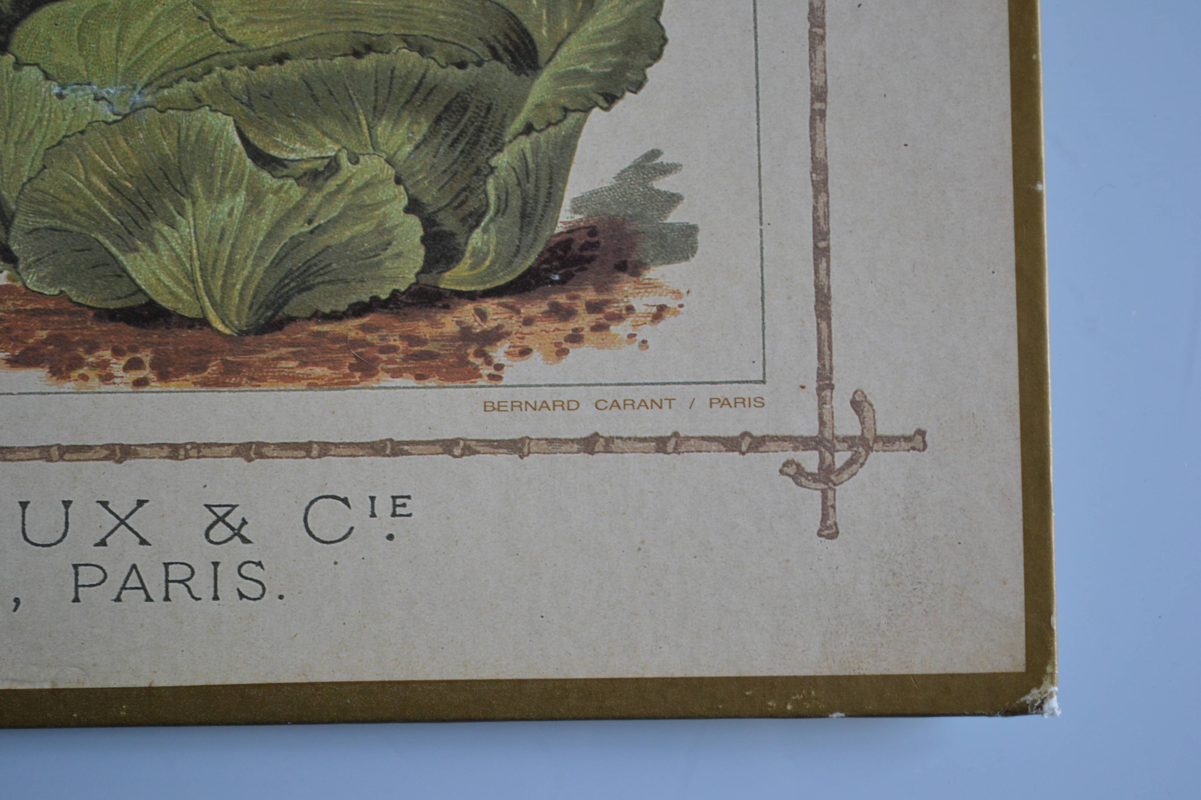 Vintage botanical poster "Cabbages"