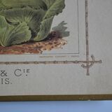 Vintage botanical poster "Cabbages"