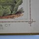Vintage botanical poster "Cabbages"