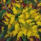Nature morte au bouquet de mimosa de Florent Sichet