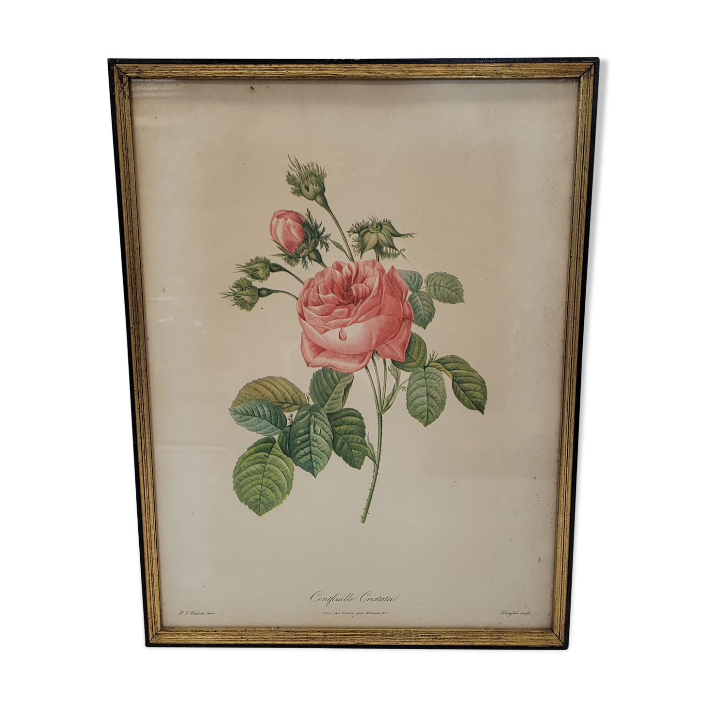 Lithograph rose one hundred leaf cristata