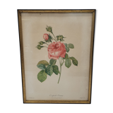 Lithograph rose one hundred leaf cristata