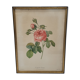 Lithograph rose one hundred leaf cristata