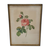 Lithograph rose one hundred leaf cristata