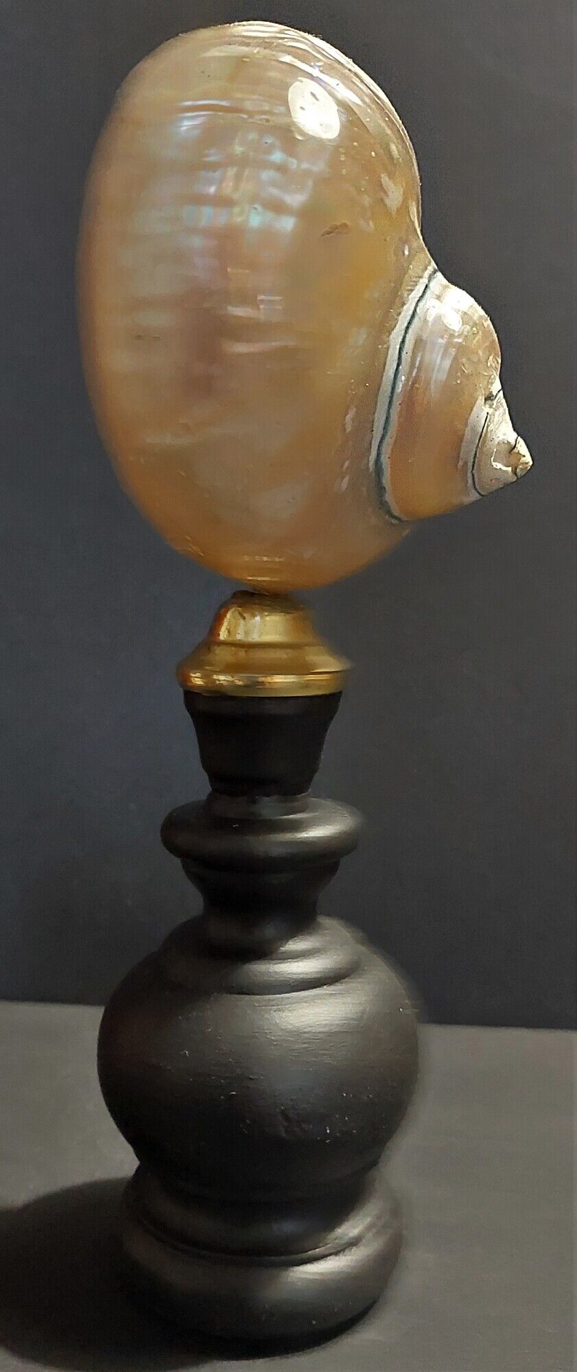 Cabinet de Curiosités coquillage turbo imperialis nacré sur socle