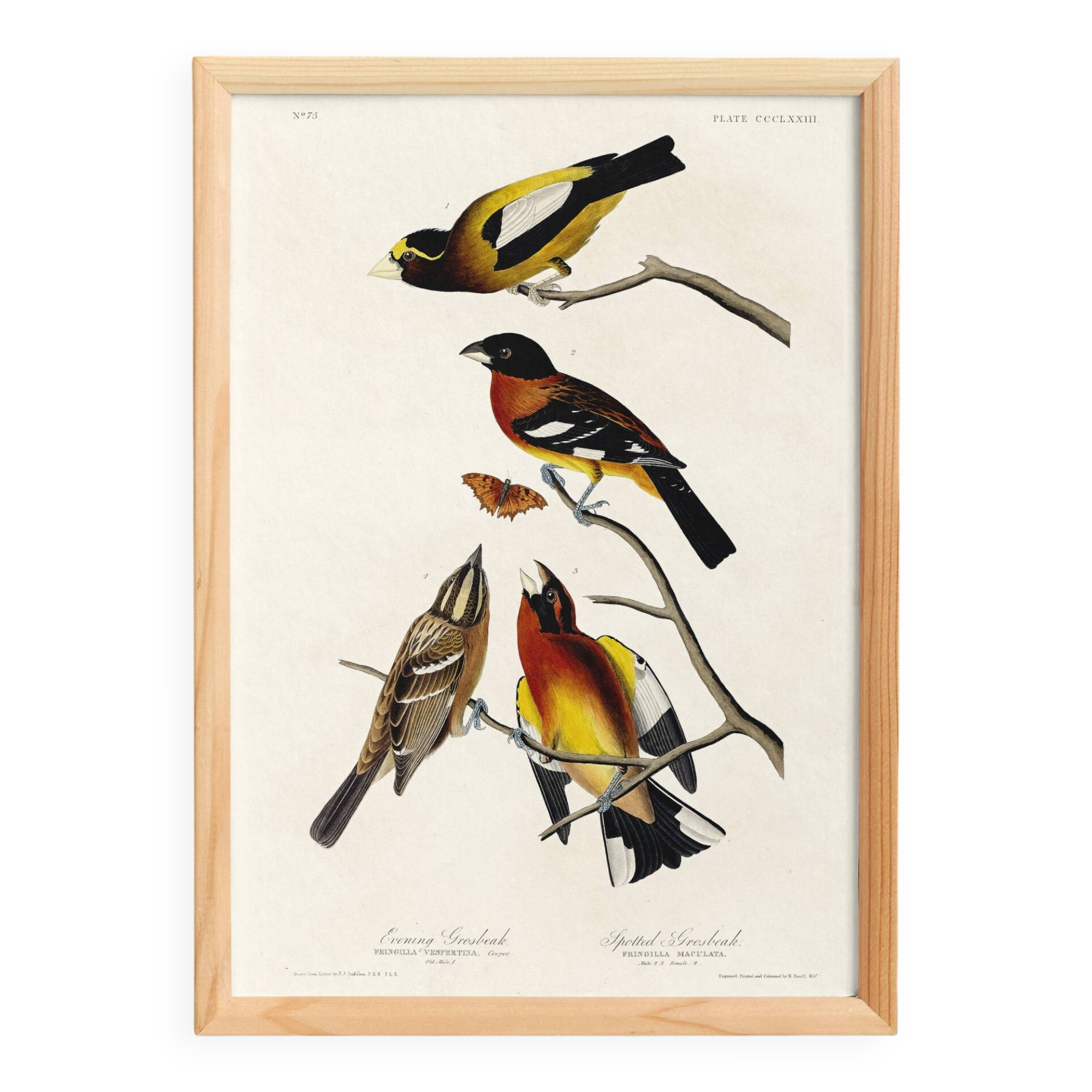 Poster about grosbeaks, based on an old engraving from 1827.