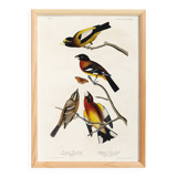 Poster about grosbeaks, based on an old engraving from 1827.