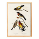 Poster about grosbeaks, based on an old engraving from 1827.