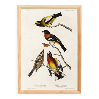 Poster about grosbeaks, based on an old engraving from 1827.