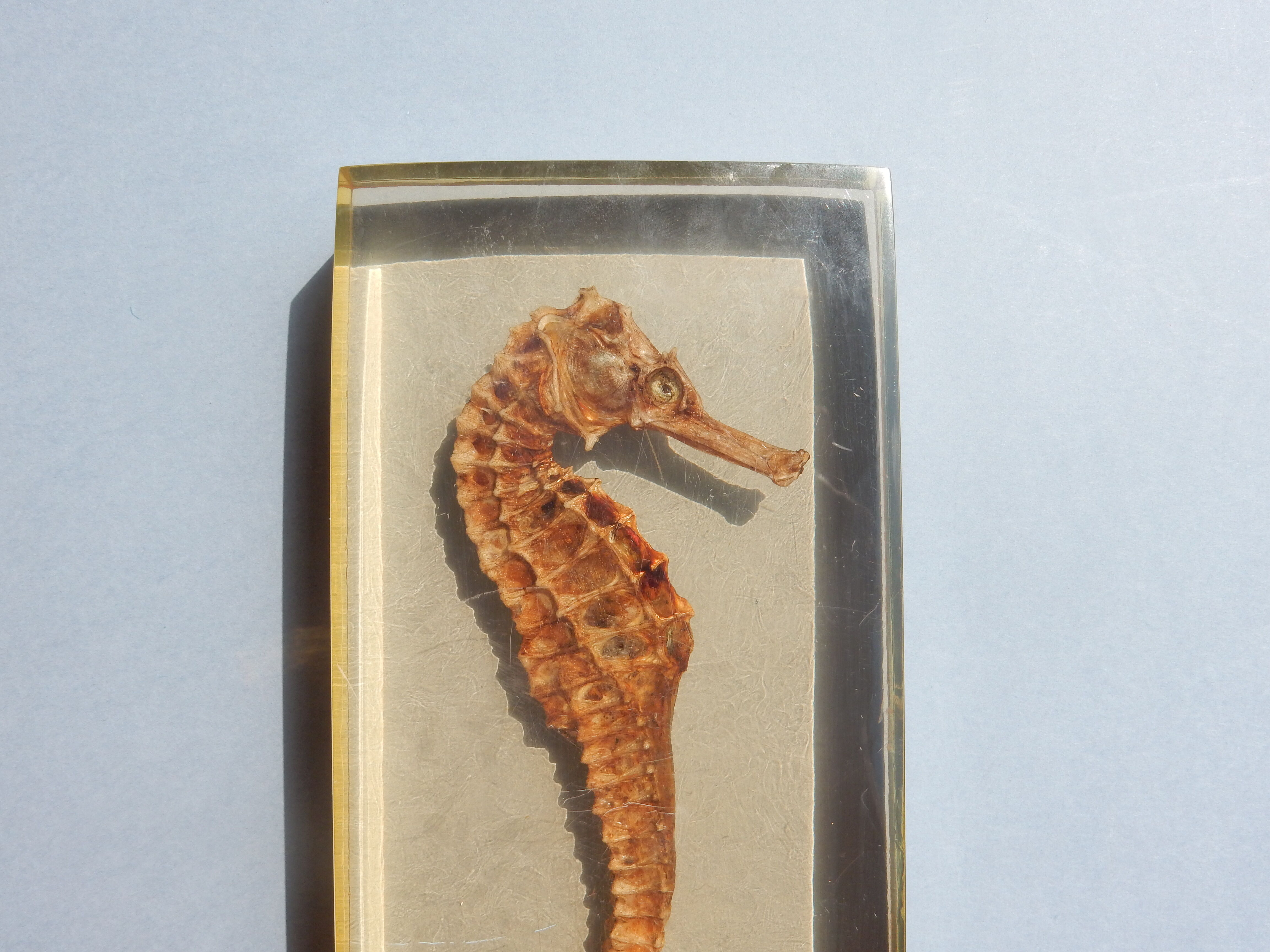 Hippocampus in taxidermy inclusion in resin block