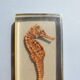 Hippocampus in taxidermy inclusion in resin block