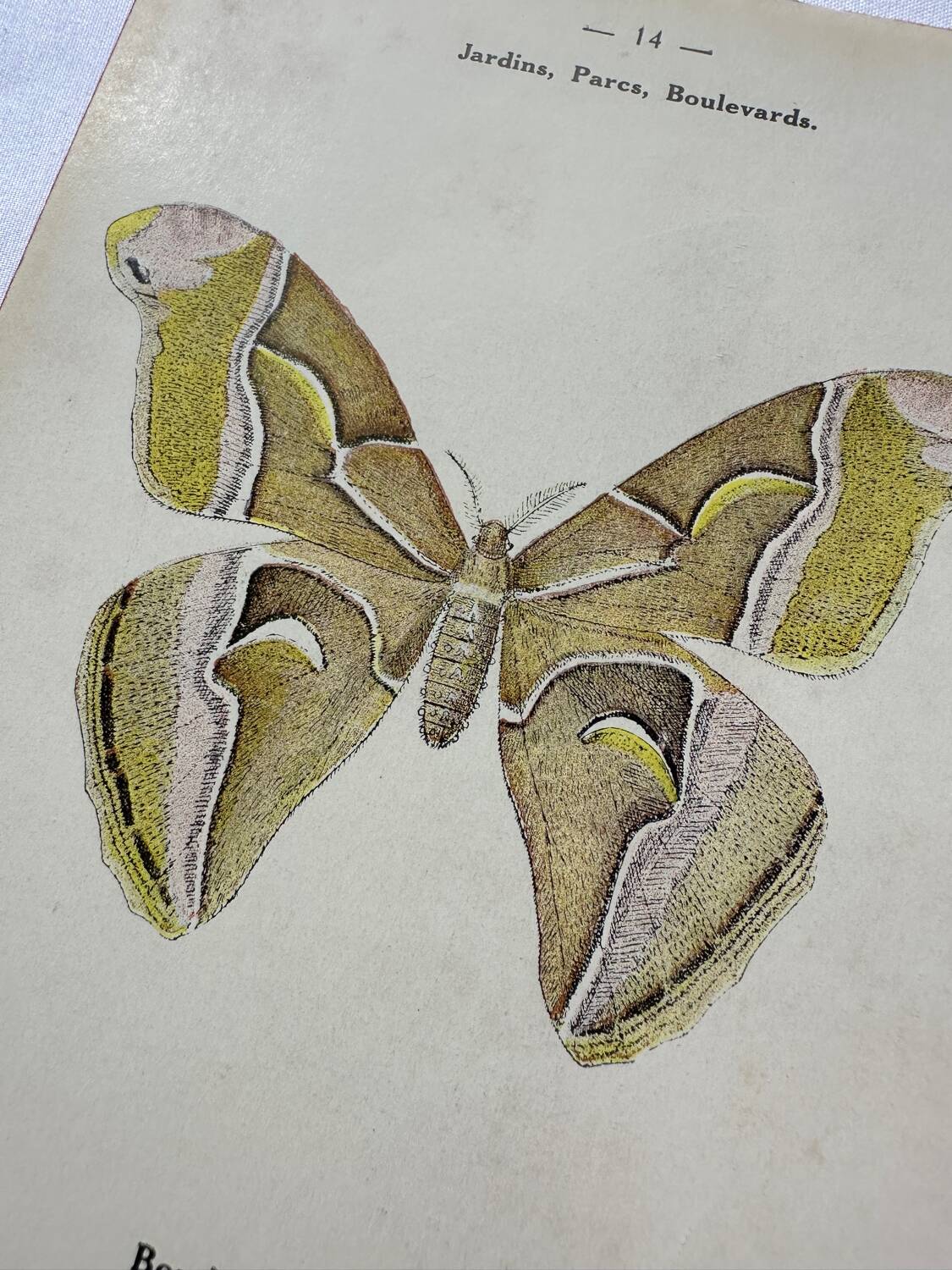 Vintage botanical engraving double-sided naturalist plate 18th century