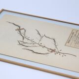 George Bert Herbarium