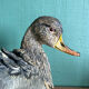 Canard en terre cuite polychrome