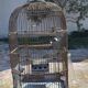 1900 Bird Cage Feeder and Drinker