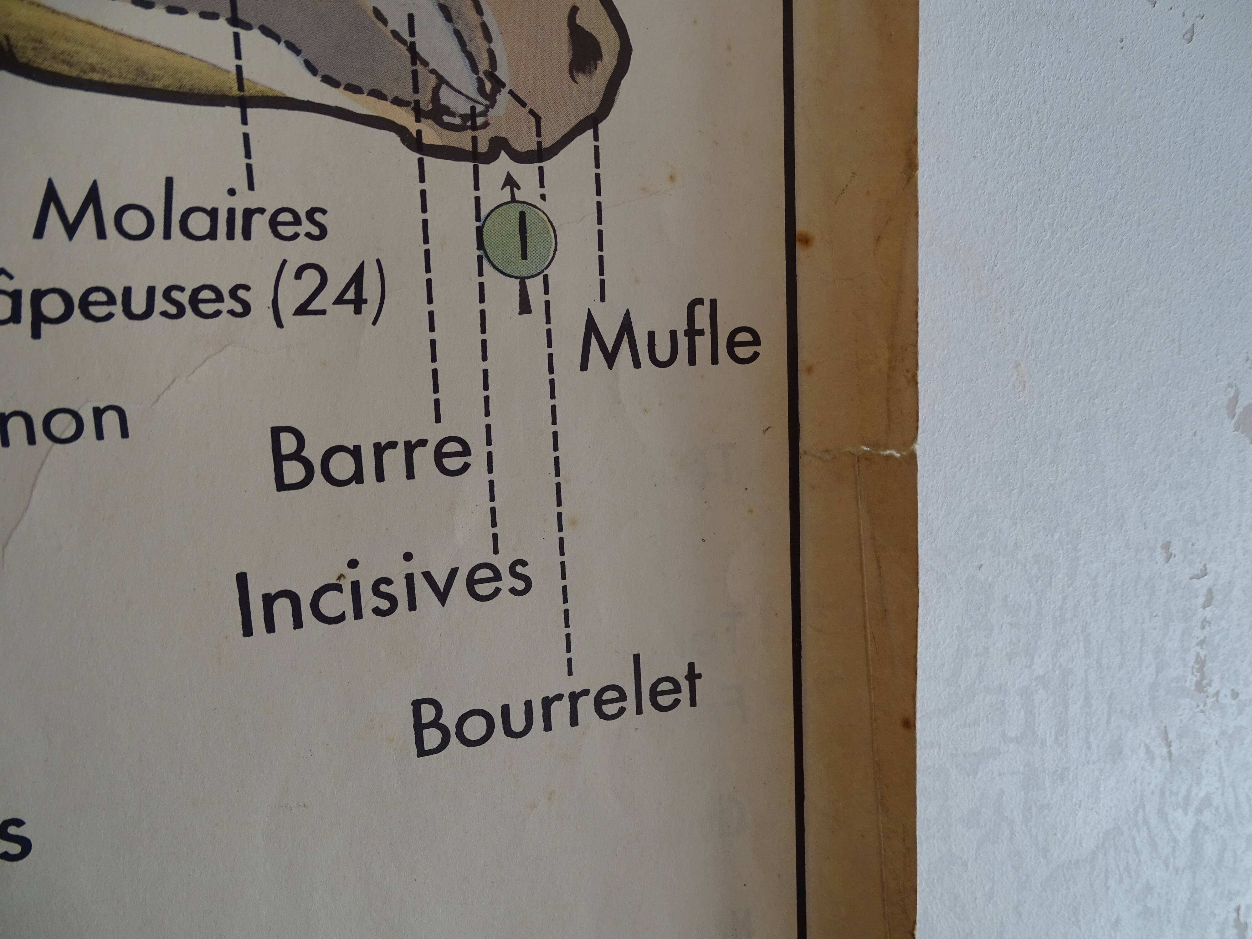 School poster on both sides anatomy cow and horse at the farm . MDI.1964
