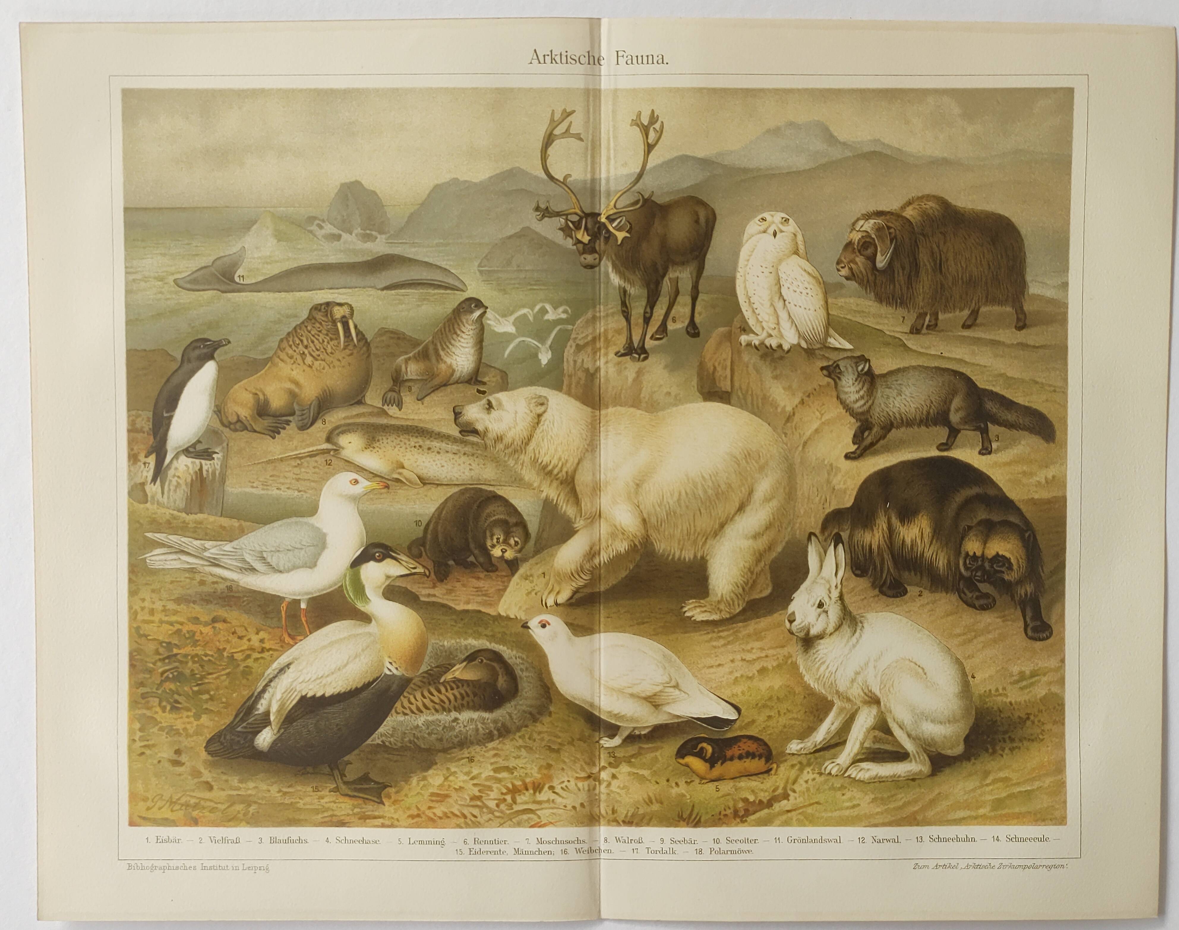 Gravure 1909 - Faune et animaux de l'Artique - Lithographie nature