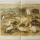 Gravure 1909 - Faune et animaux de l'Artique - Lithographie nature